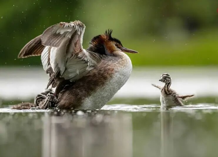 روح مادرانگی در تصاویری از حیات وحش | عکس
