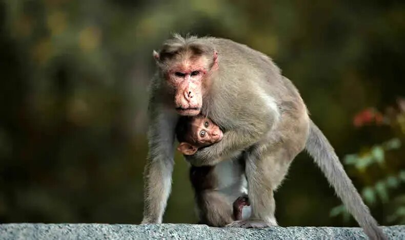 روح مادرانگی در تصاویری از حیات وحش | عکس