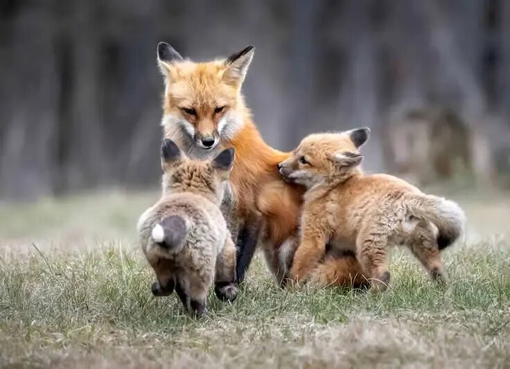 روح مادرانگی در تصاویری از حیات وحش | عکس