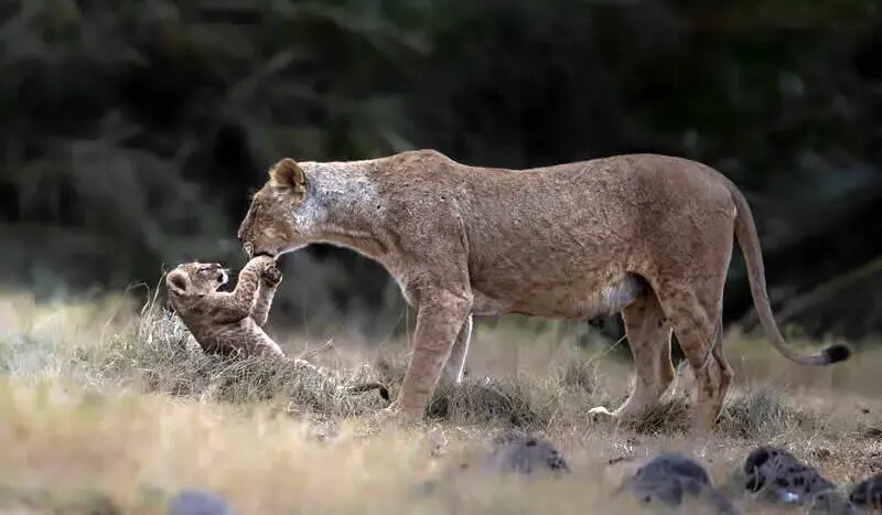 روح مادرانگی در تصاویری از حیات وحش | عکس