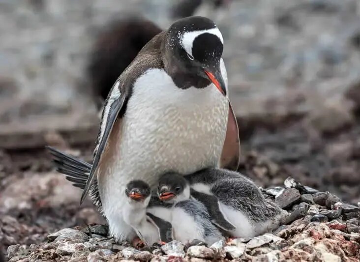 روح مادرانگی در تصاویری از حیات وحش | عکس