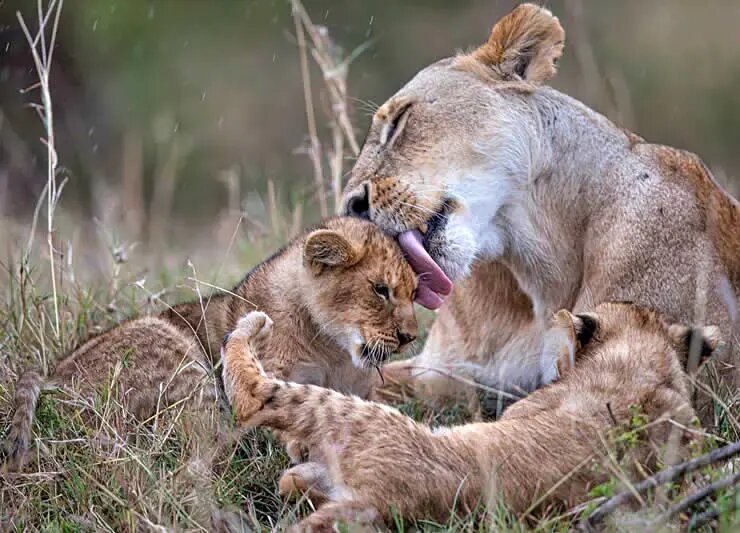 روح مادرانگی در تصاویری از حیات وحش | عکس