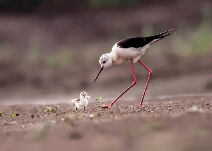 روح مادرانگی در تصاویری از حیات وحش | عکس