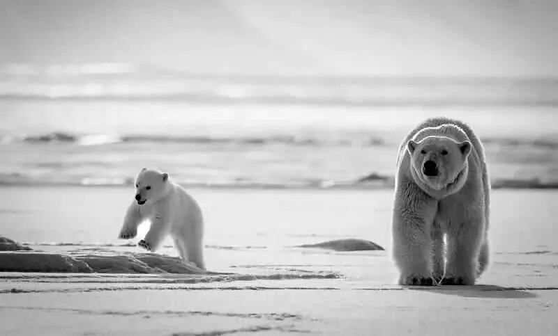روح مادرانگی در تصاویری از حیات وحش | عکس