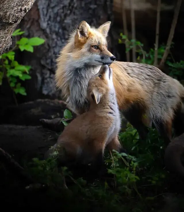 روح مادرانگی در تصاویری از حیات وحش | عکس