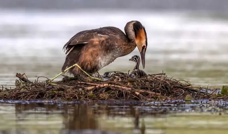 روح مادرانگی در تصاویری از حیات وحش | عکس