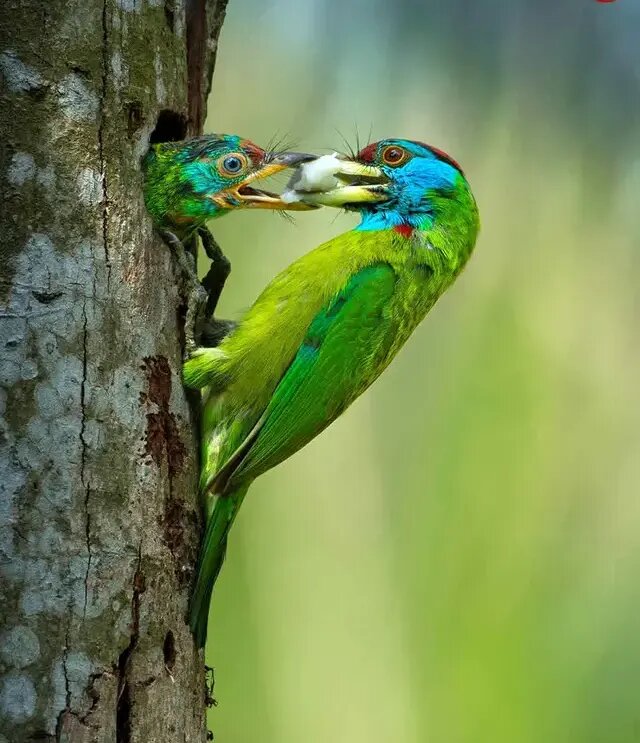 روح مادرانگی در تصاویری از حیات وحش | عکس