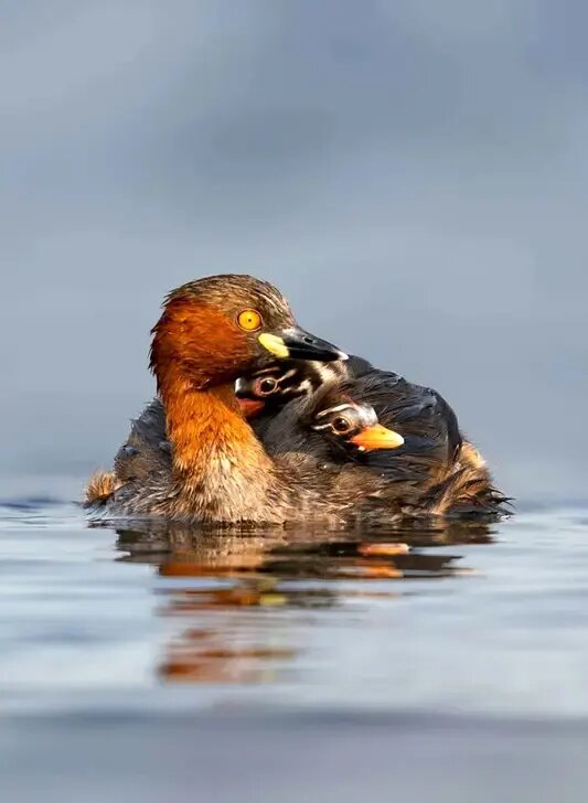 روح مادرانگی در تصاویری از حیات وحش | عکس