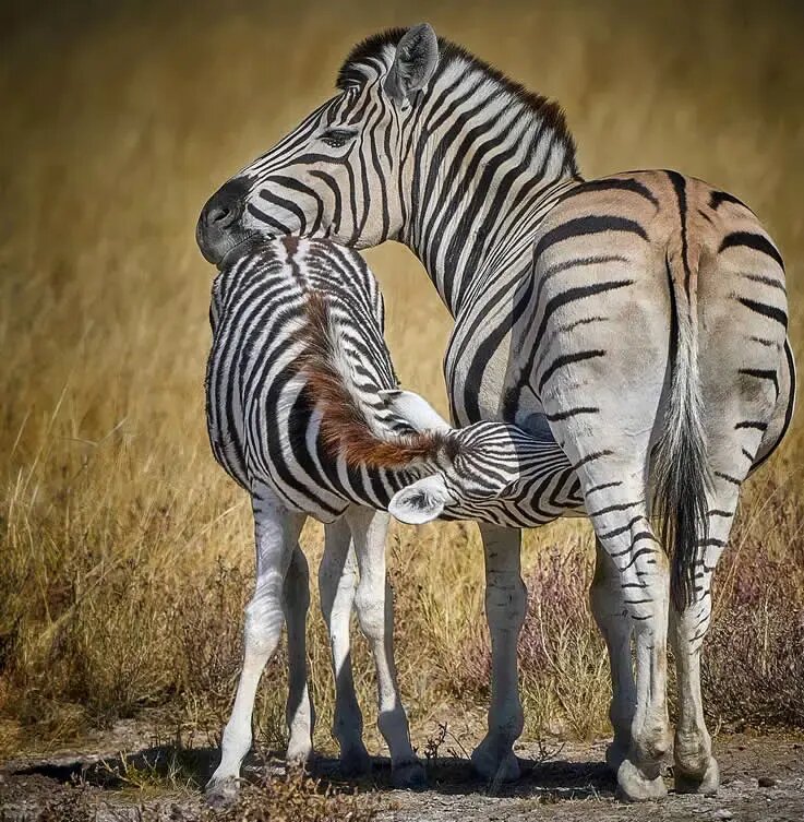 روح مادرانگی در تصاویری از حیات وحش | عکس
