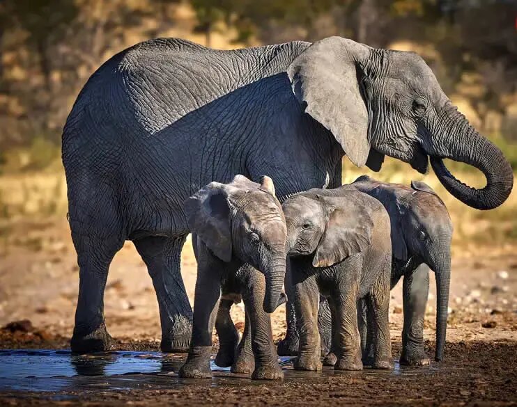 روح مادرانگی در تصاویری از حیات وحش | عکس