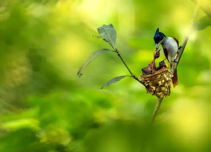 روح مادرانگی در تصاویری از حیات وحش | عکس