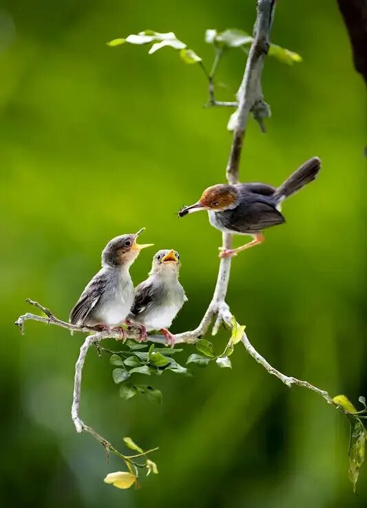 روح مادرانگی در تصاویری از حیات وحش | عکس