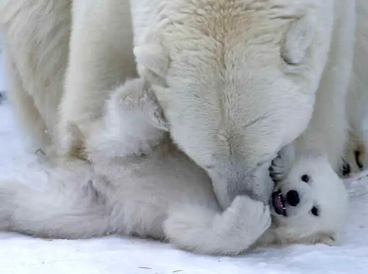 روح مادرانگی در تصاویری از حیات وحش | عکس
