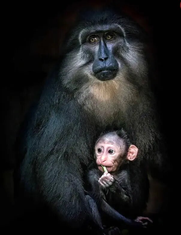 روح مادرانگی در تصاویری از حیات وحش | عکس