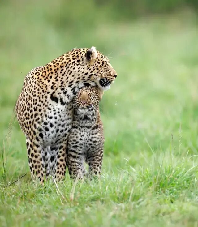 روح مادرانگی در تصاویری از حیات وحش | عکس