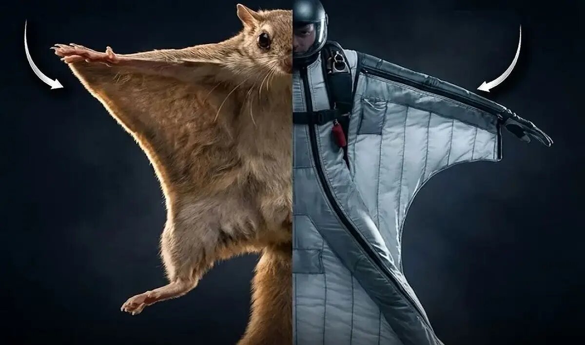 زیست الگوبرداری؛ پیوند هنر طراحی و مهندسی طبیعت | عکس