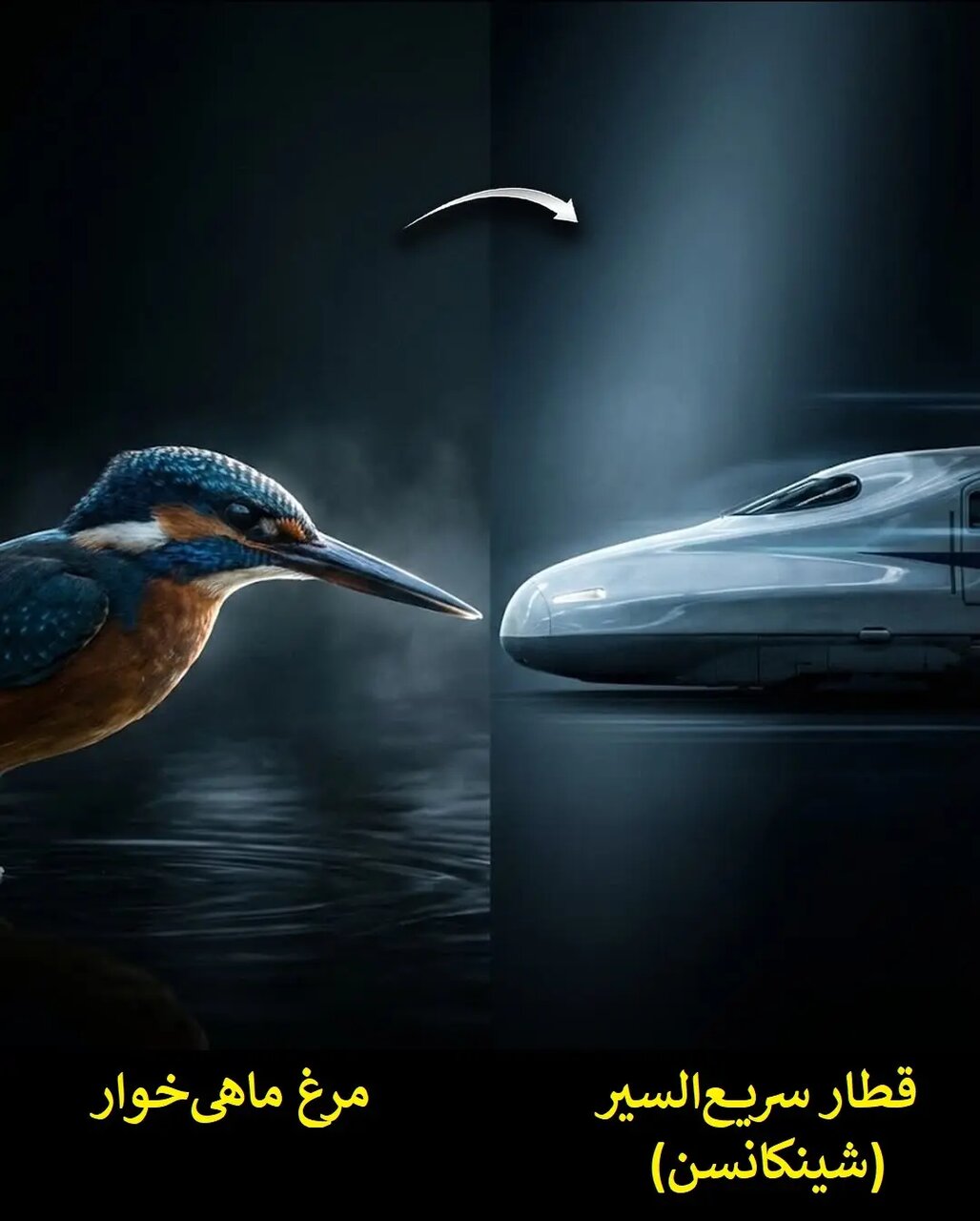 زیست الگوبرداری؛ پیوند هنر طراحی و مهندسی طبیعت | عکس