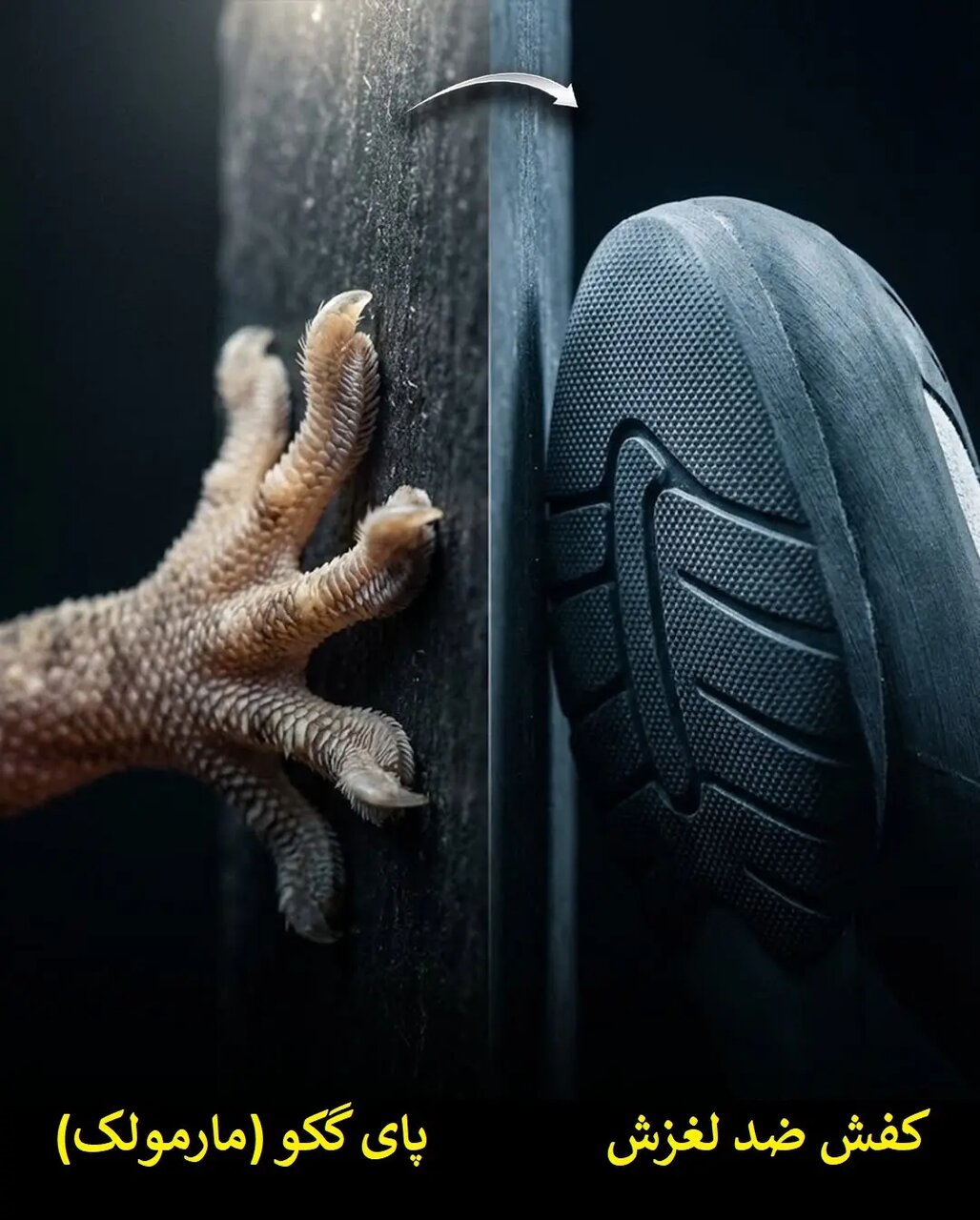 زیست الگوبرداری؛ پیوند هنر طراحی و مهندسی طبیعت | عکس