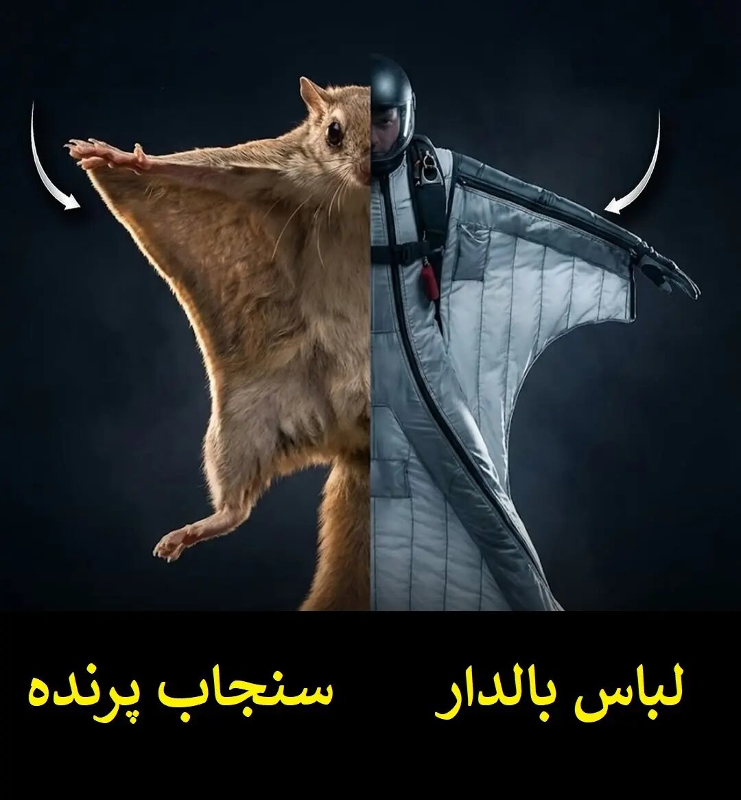 زیست الگوبرداری؛ پیوند هنر طراحی و مهندسی طبیعت | عکس