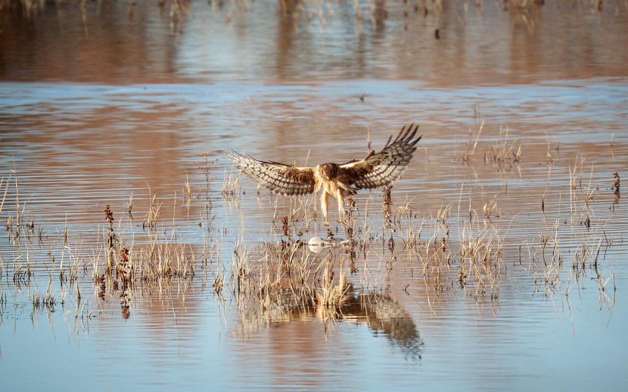 جادوی دلیجه هنگام شکار | ویدئو