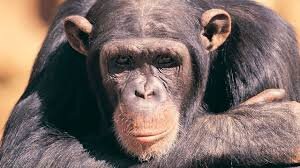 مهمانی چای با طعم تخیل | دروغگوی کوچک یا نابغه پنهان؟