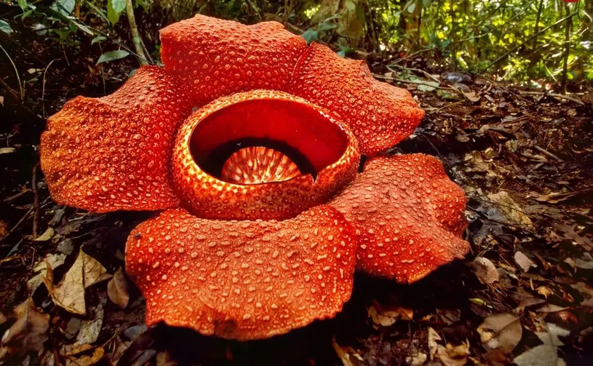 بزرگ‌ترین گل جهان