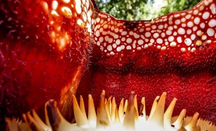 بزرگترین گل جهان چه ویژگیهایی دارد؟ | عکس