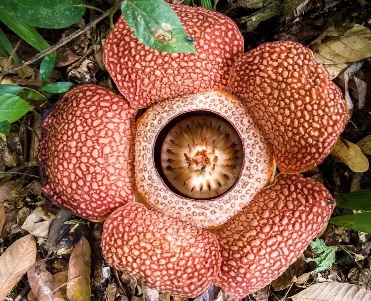 بزرگترین گل جهان چه ویژگیهایی دارد؟ | عکس