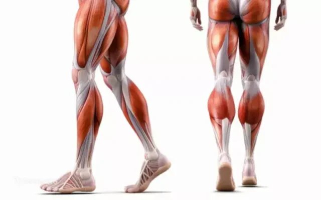 ساختن پاهایی قوی ؛ پایه تحرک و سلامت در طول زندگی + چند تمرین موثر