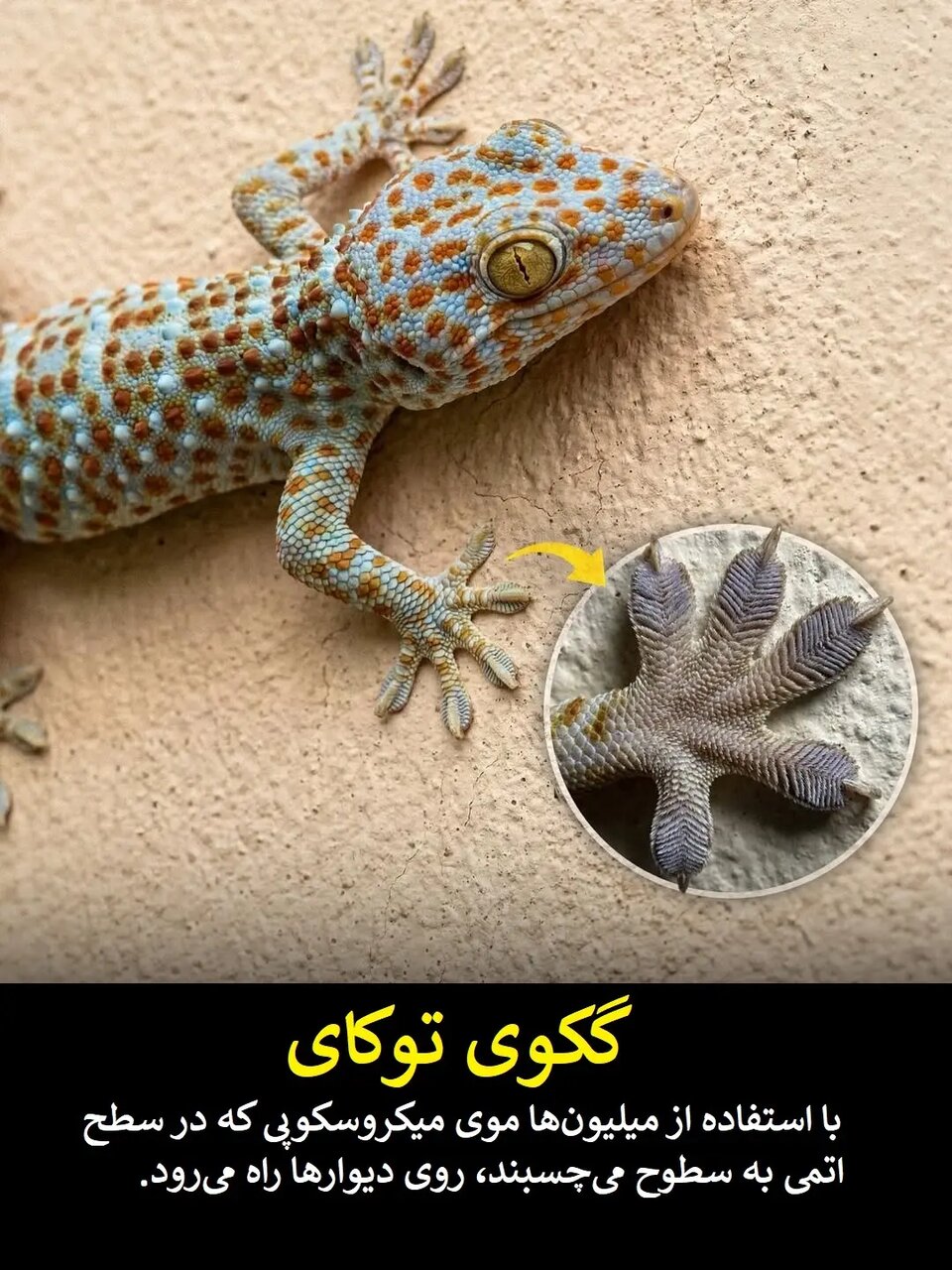 علم هنوز در حسرت این قدرت‌های فرابشری است | عکس