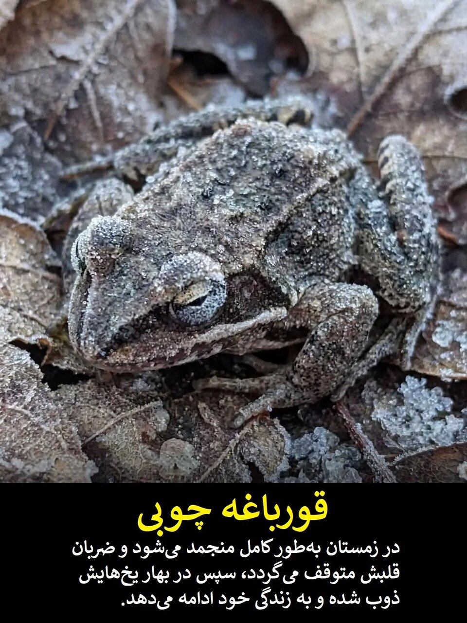 علم هنوز در حسرت این قدرت‌های فرابشری است | عکس