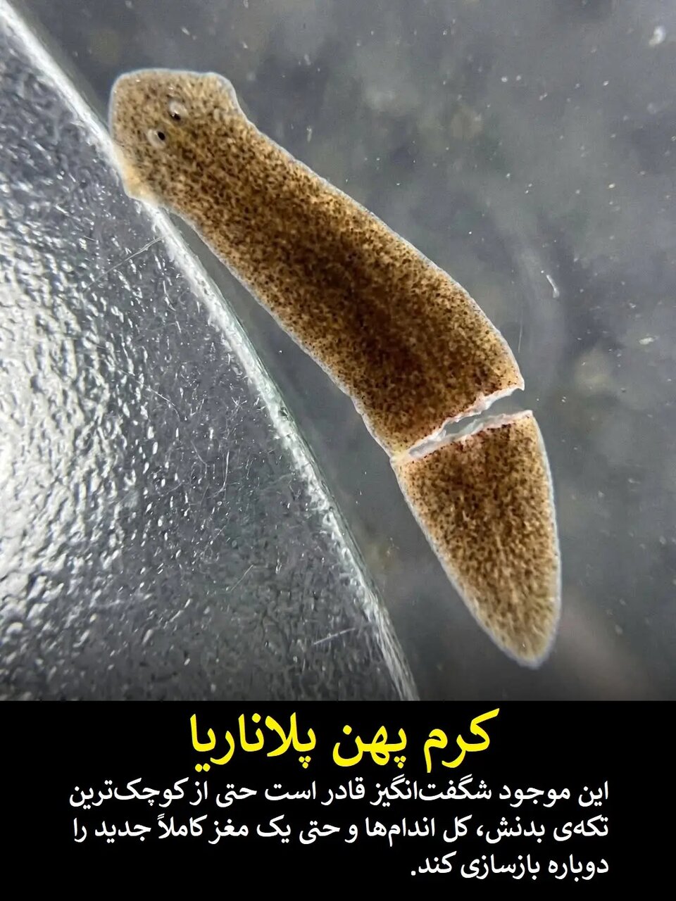 علم هنوز در حسرت این قدرت‌های فرابشری است | عکس