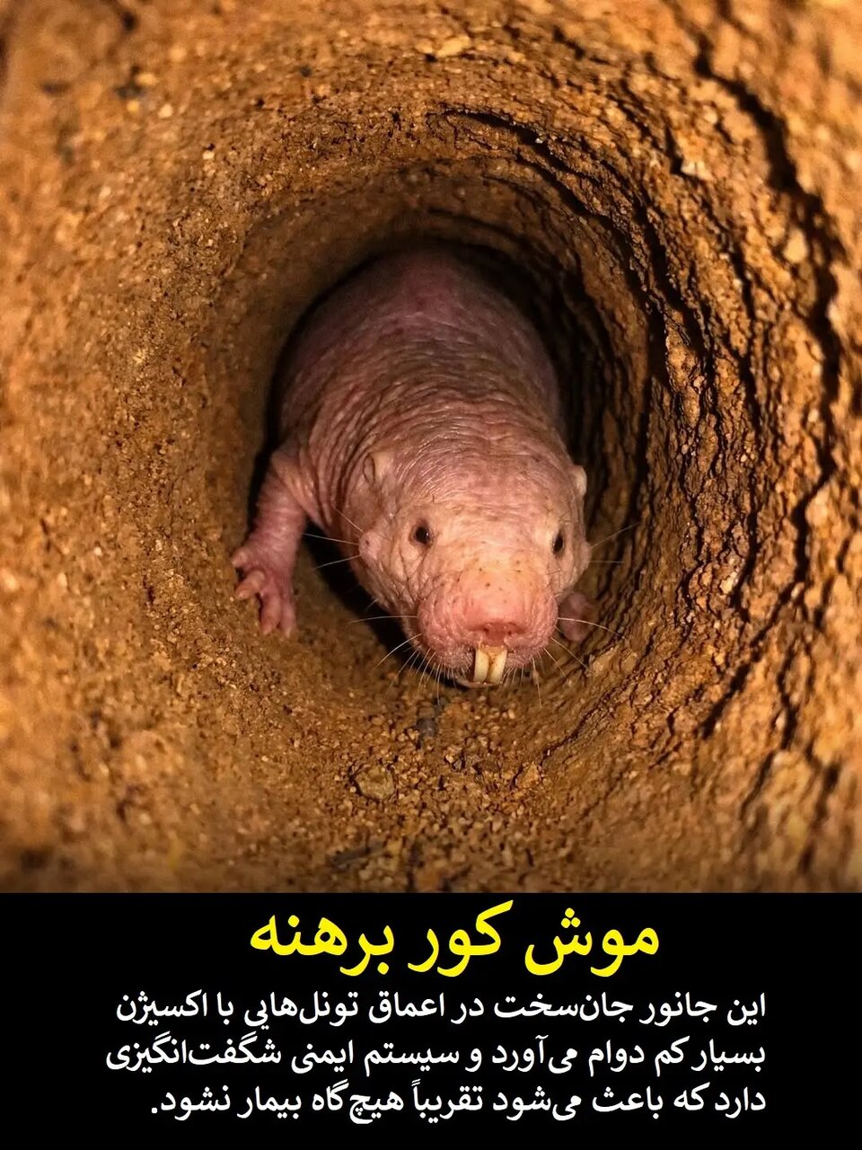 علم هنوز در حسرت این قدرتهای فرابشری است | عکس