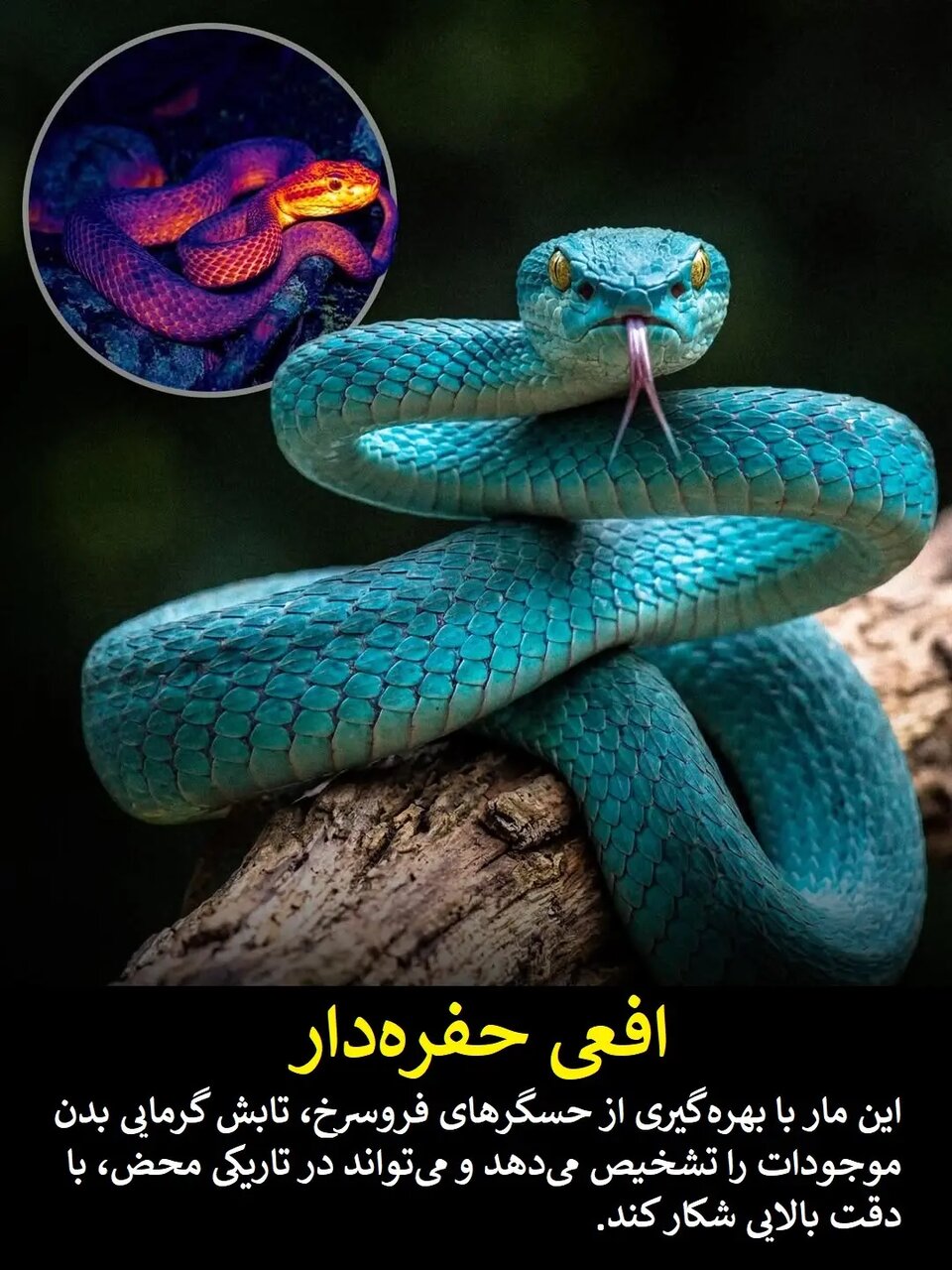 علم هنوز در حسرت این قدرتهای فرابشری است | عکس