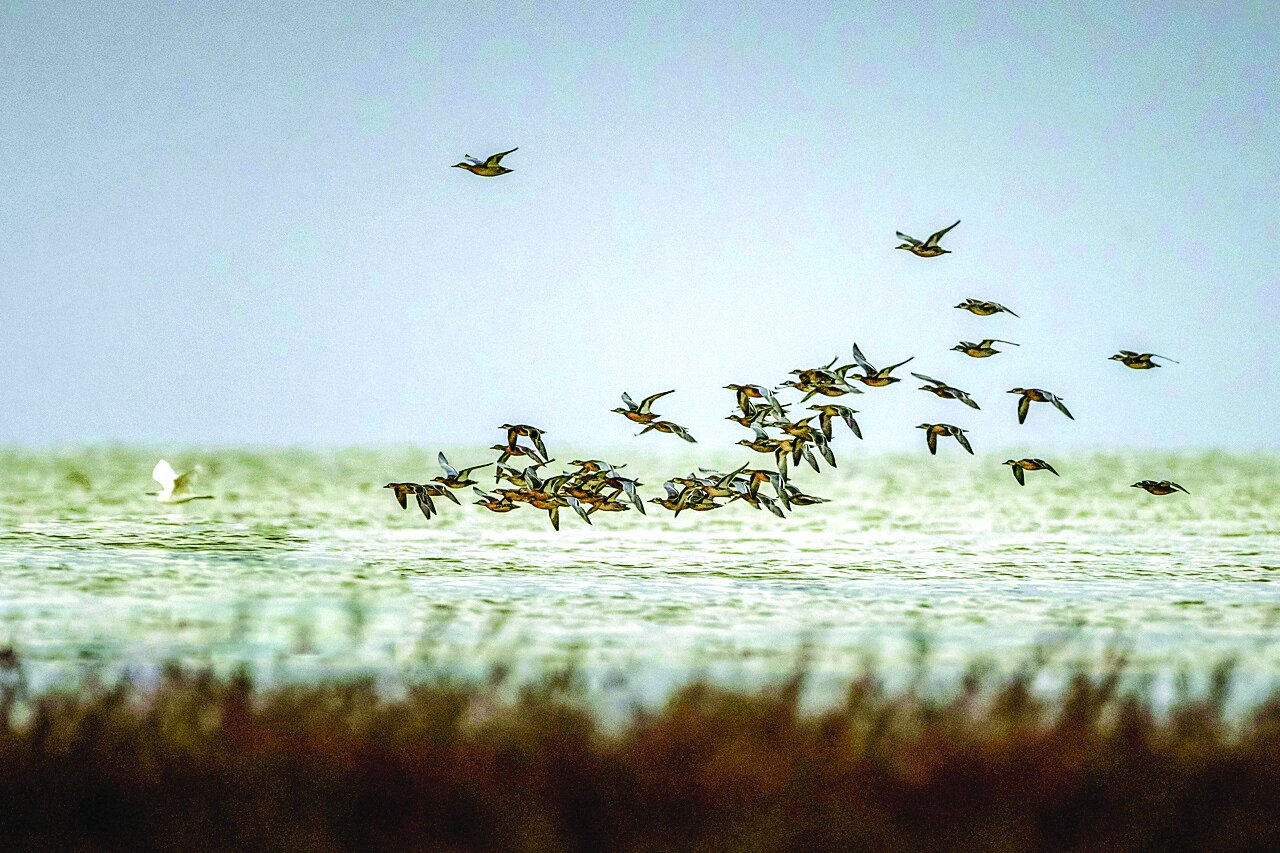 قابی از پرواز و رنگ | تصاویری زیبا از پرندگان مهاجر در شمال و جنوب ایران