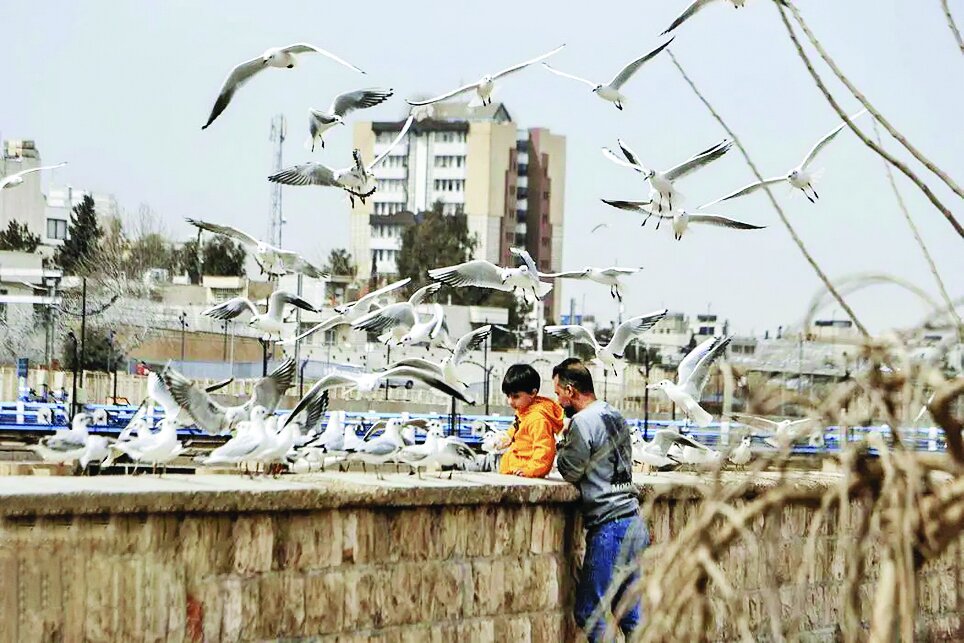 قابی از پرواز و رنگ | تصاویری زیبا از پرندگان مهاجر در شمال و جنوب ایران