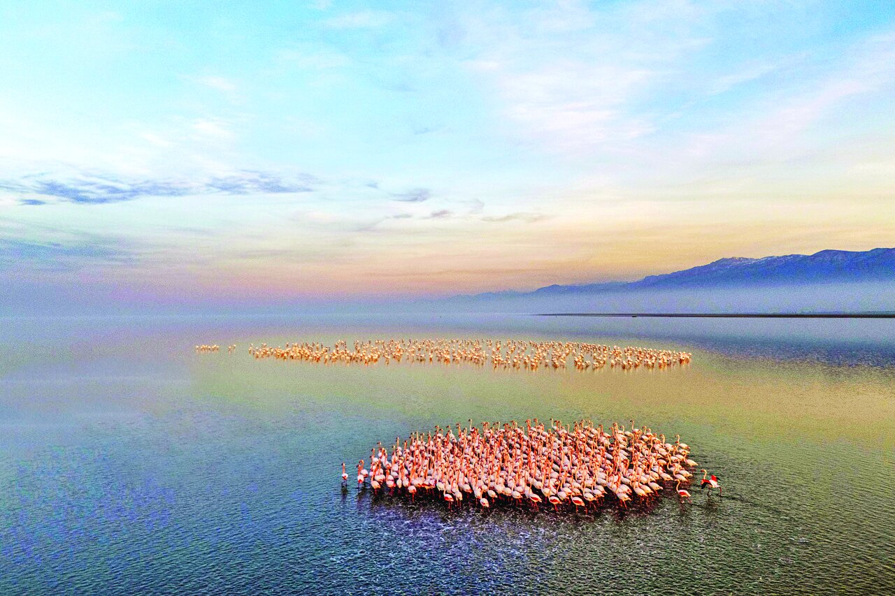 قابی از پرواز و رنگ | تصاویری زیبا از پرندگان مهاجر در شمال و جنوب ایران
