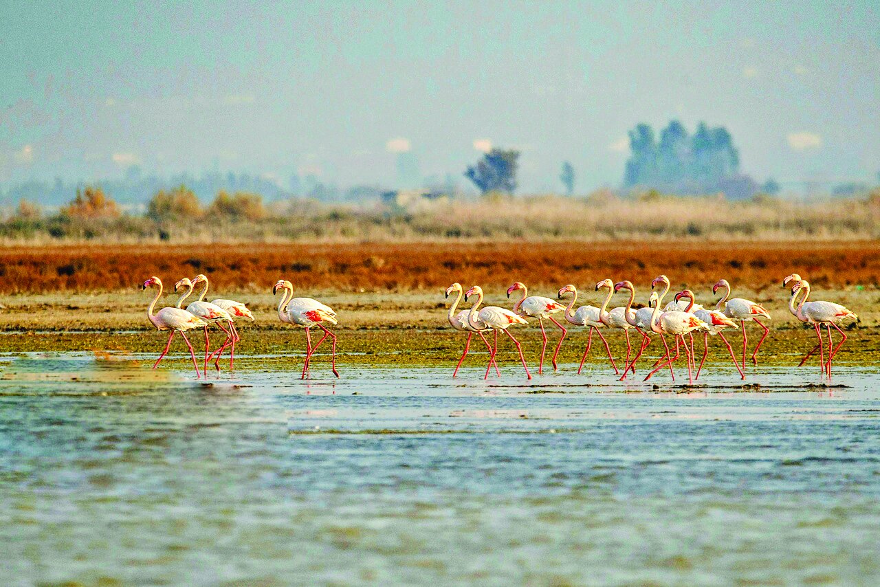 قابی از پرواز و رنگ | تصاویری زیبا از پرندگان مهاجر در شمال و جنوب ایران
