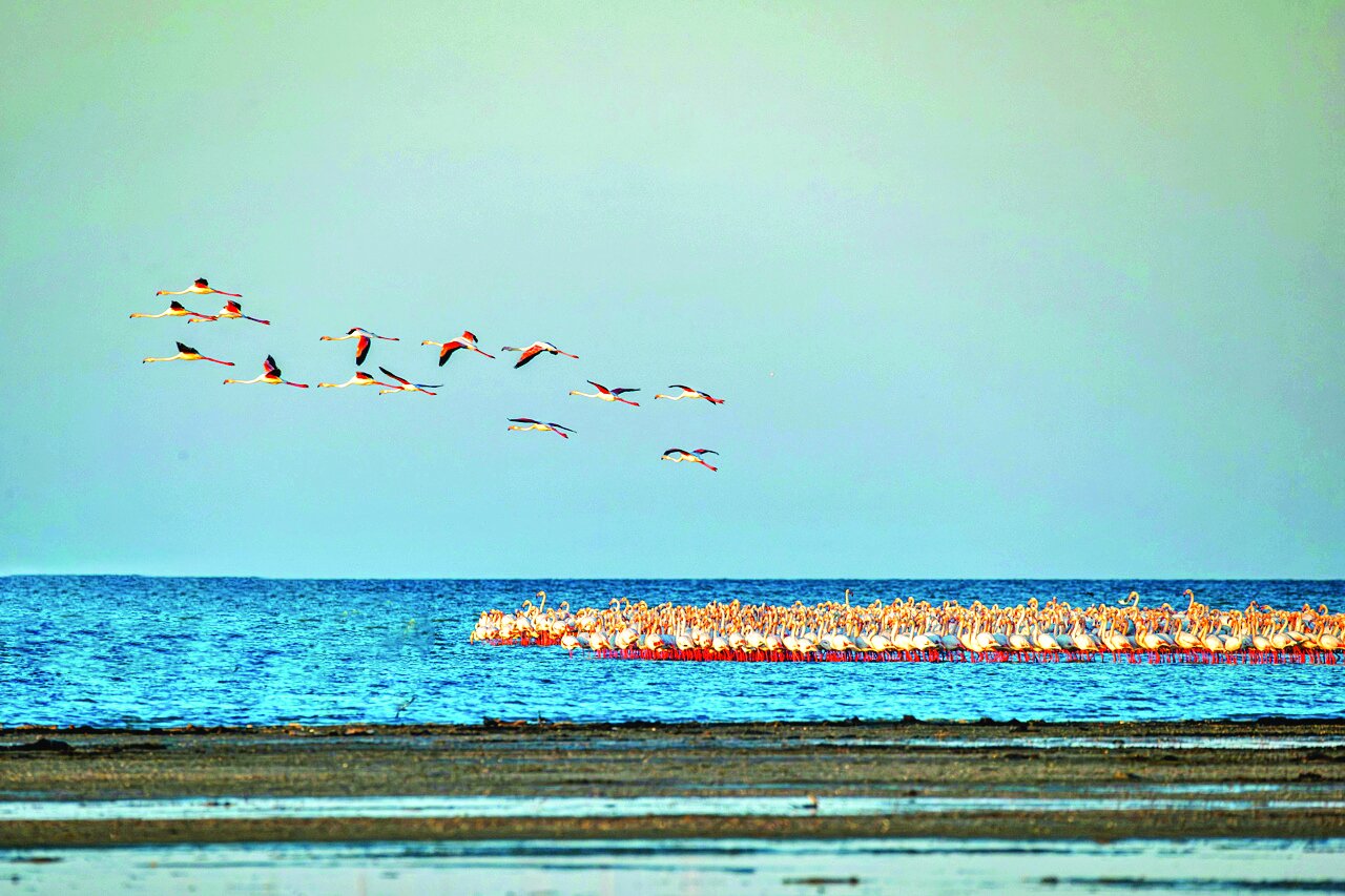 قابی از پرواز و رنگ | تصاویری زیبا از پرندگان مهاجر در شمال و جنوب ایران