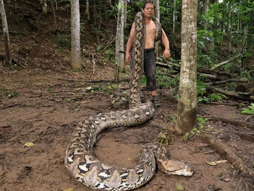 بارونس؛ درازترین مار وحشی جهان | عکس