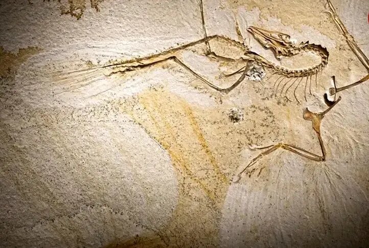 آرکئوپتریکس؛ پرندهای که ۱۵۰ میلیون سال قبل زندگی میکرد | عکس