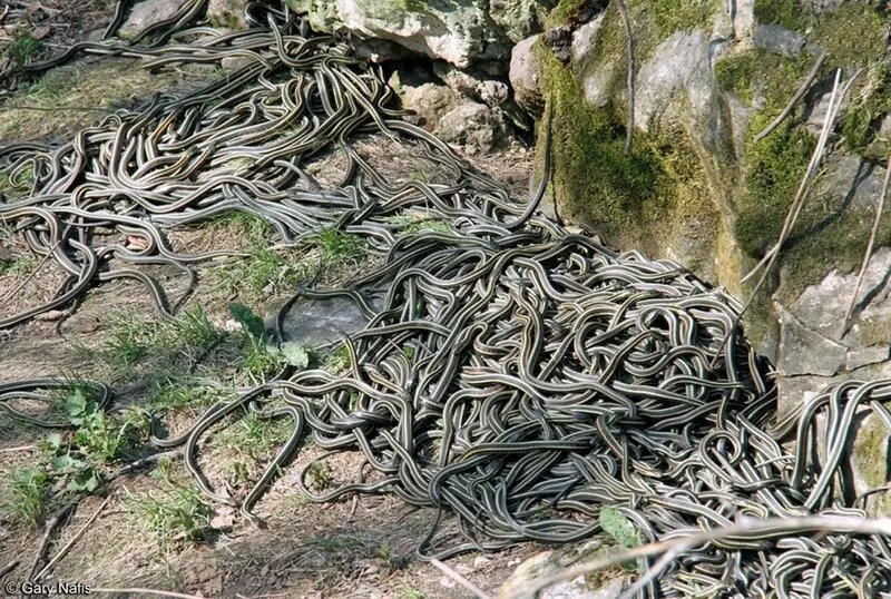 بزرگترین «لانۀ مار» در جهان کجاست؟