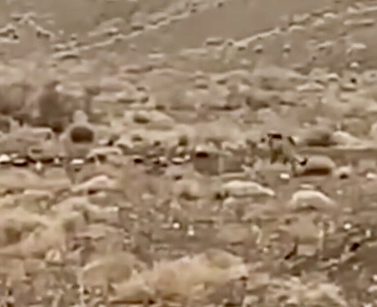 حضور حیوان در حال انقراض در منطقه تأیید شد؛ مردم به شدت مراقب باشند | اعزام فوری تیم‌های تخصصی و پایش دقیق به منطقه