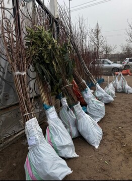 خرید نهال ۳ ساله یارانه‌ای گردو، بادام، پسته، شلیل و هلو فقط ۳۵ هزار تومان – ارسال به سراسر کشور