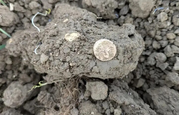 کشف سکه‌های طلای ۲ هزار ساله در یک مزرعه | عکس