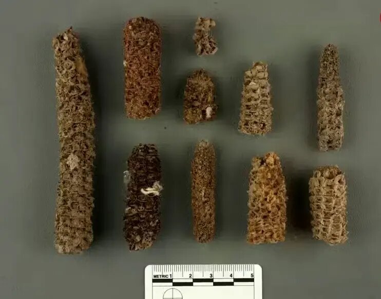 تمدنی بر پایۀ «مدفوع پرندگان دریایی»!