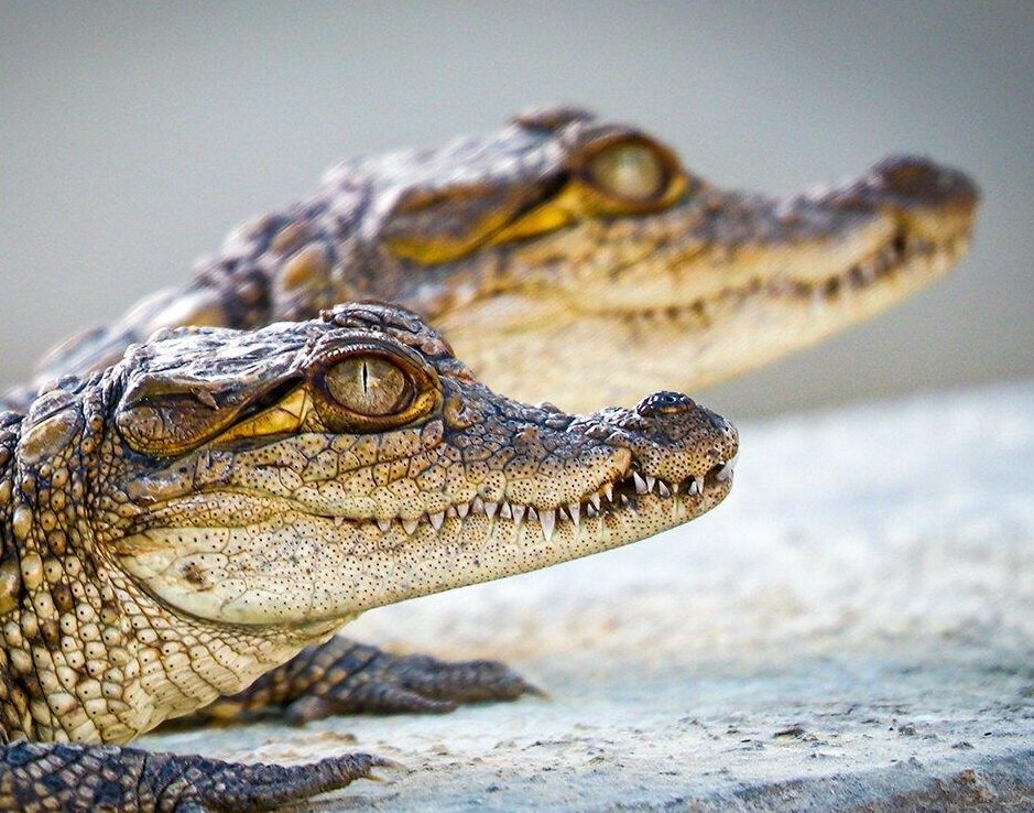 در خدمت گاندو | گاندو، مصیبتِ انقراض، عمو شجره و باقی دوستان