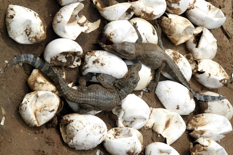 در خدمت گاندو | گاندو، مصیبتِ انقراض، عمو شجره و باقی دوستان