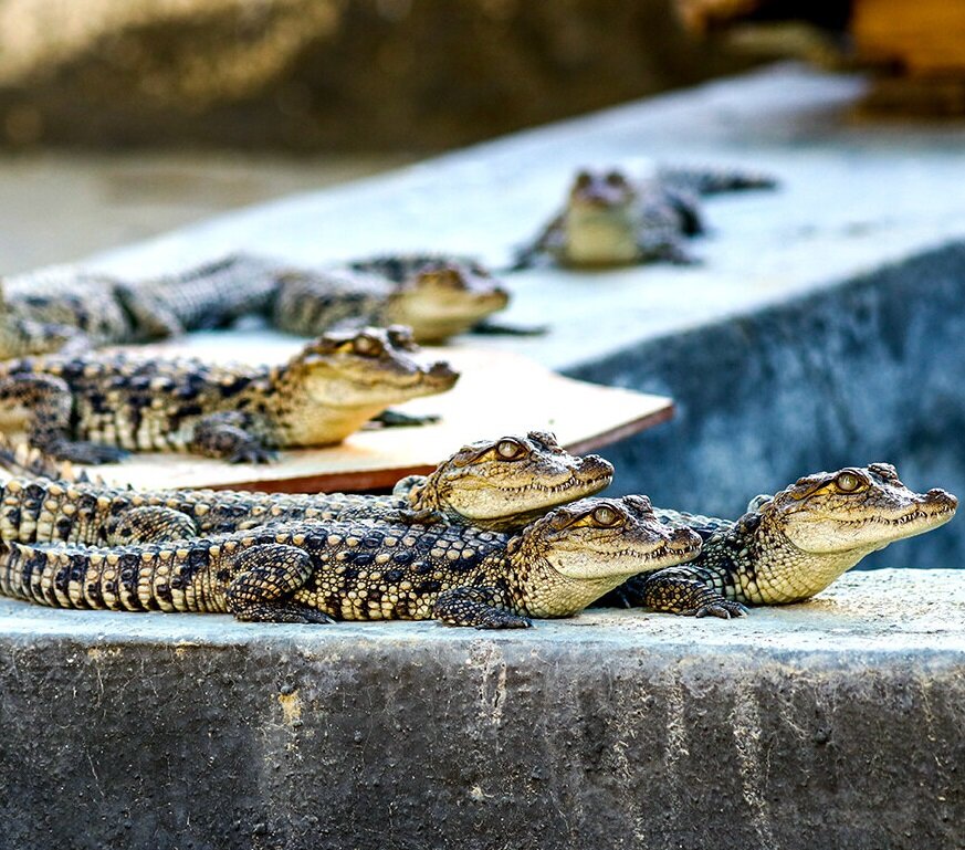 در خدمت گاندو | گاندو، مصیبتِ انقراض، عمو شجره و باقی دوستان