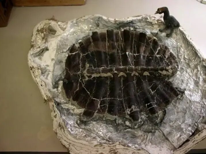 لاک‌پشت ۴۸ میلیون‌ ساله‌ای که در گردش پیدا شد | عکس